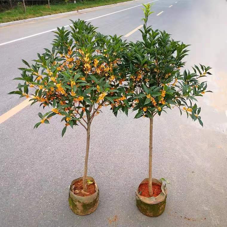 Grafted Osmanthus Tree Seedlings Four Seasons Osmanthus Lar