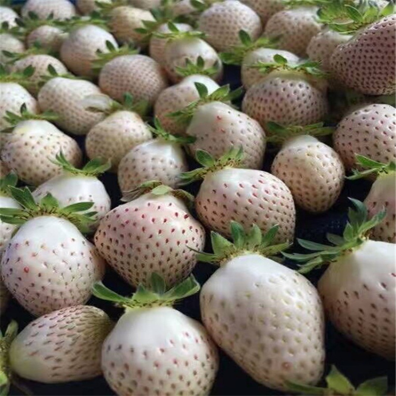 Balcony potted white strawberry seedling base pineapple ber