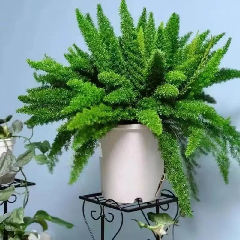 Fox Tail Tianmen Winter Potted Plants Courtyard Garden Balc