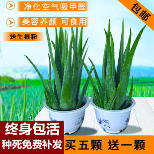 potted vera edible direct rad Curacao beauty aloe