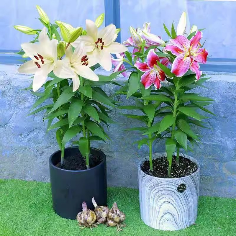 工具四季香水百合种球带芽室内盆栽花卉百合种球大量球根花卉植物
