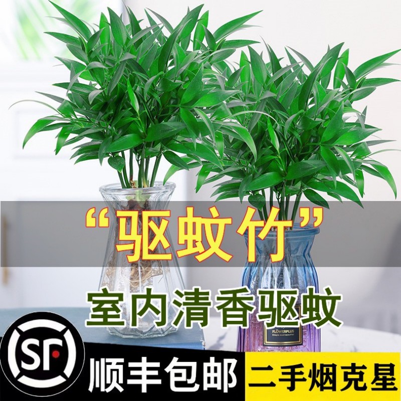 Outdoor bamboo and cypress hydroponic plants, potted plants