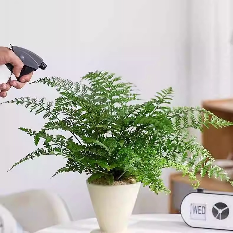 Ping An Jim Fern Potted Plants Indoor Living Room Office Fo