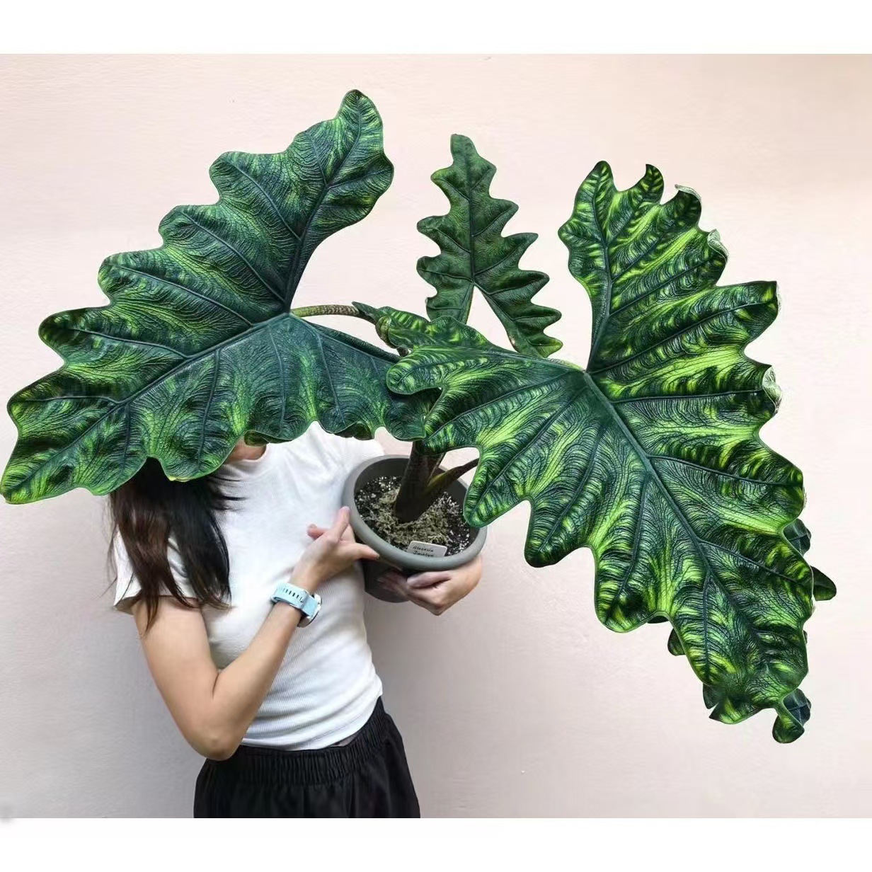 Jacklin Alocassia Jacklin, a type of taro, imported hot pla