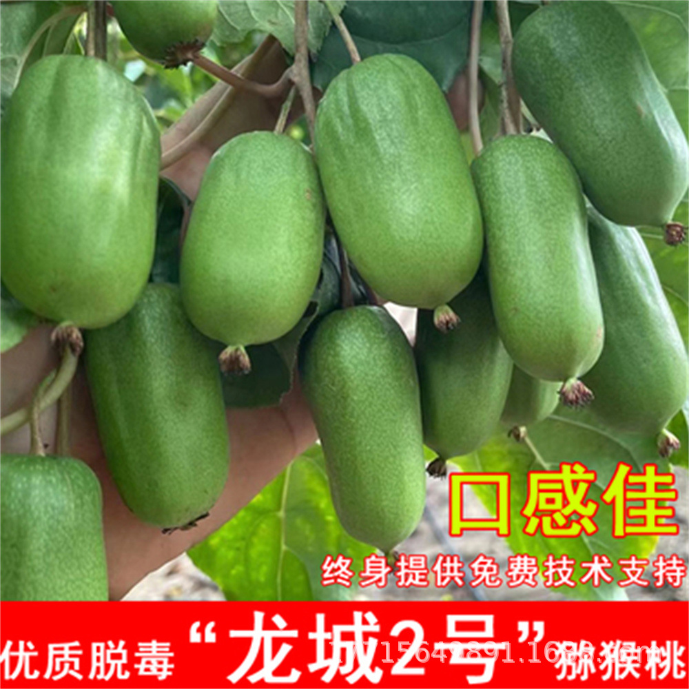 Self pollinating giant soft jujube kiwifruit seedlings, tre