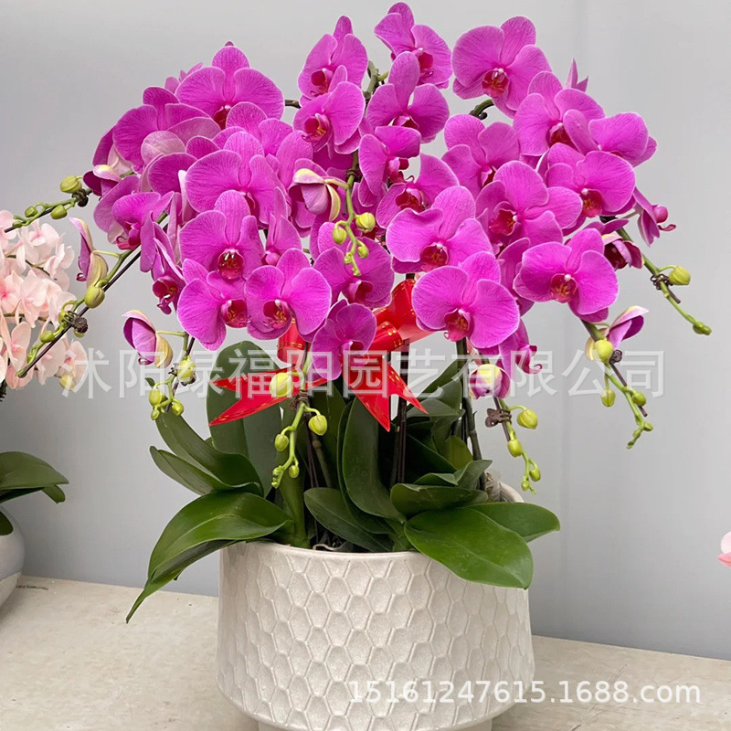 Butterfly seedlings with flower swords, living room, year-r