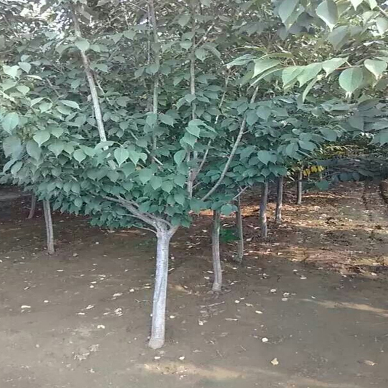 Base sells 3-10cm cherry blossom seedlings, park roads, gre