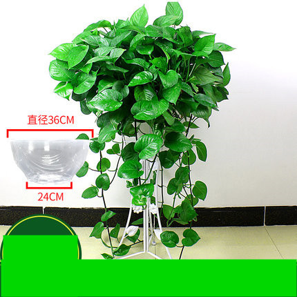 Green Luo hydroponic soil cultivation scattered seedling of