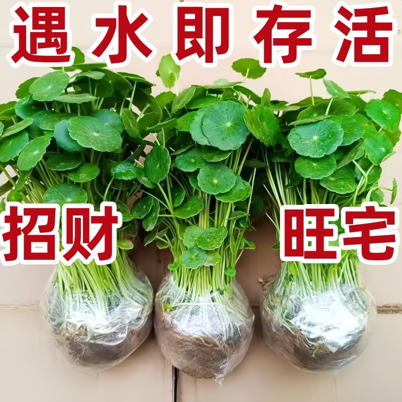 Extra large leaf copper money grass soil and water cultivat