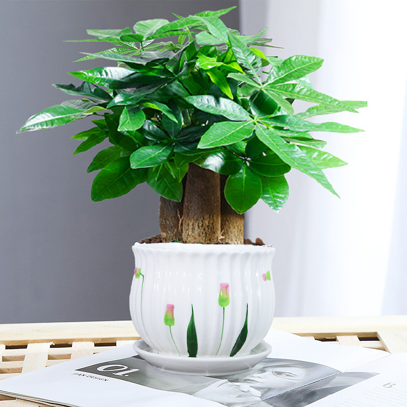 Three pole wealth tree potted easy to live plants indoor li