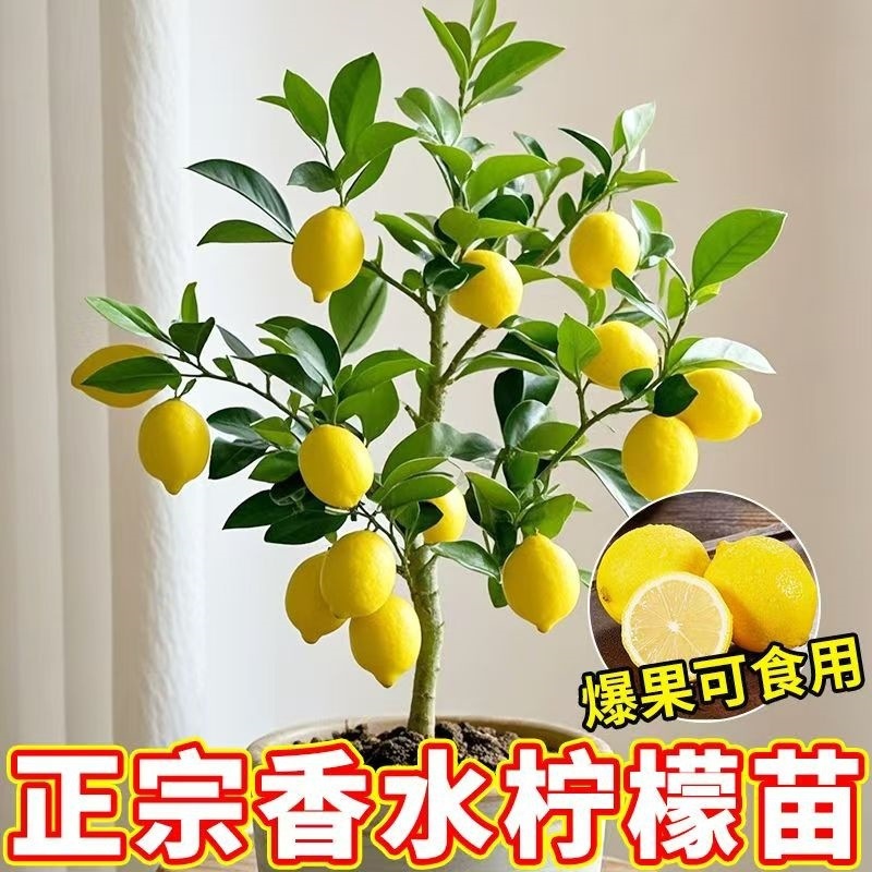 Lemon tree perfume potted large indoor plants living room w