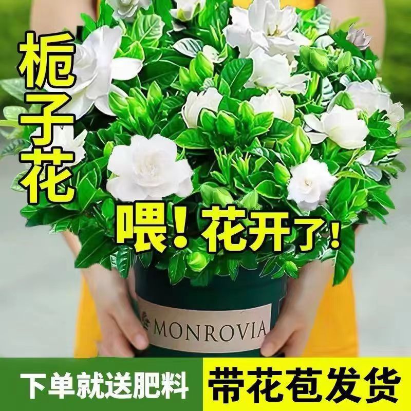Large pot of gardenia with flower buds, blooming all year r