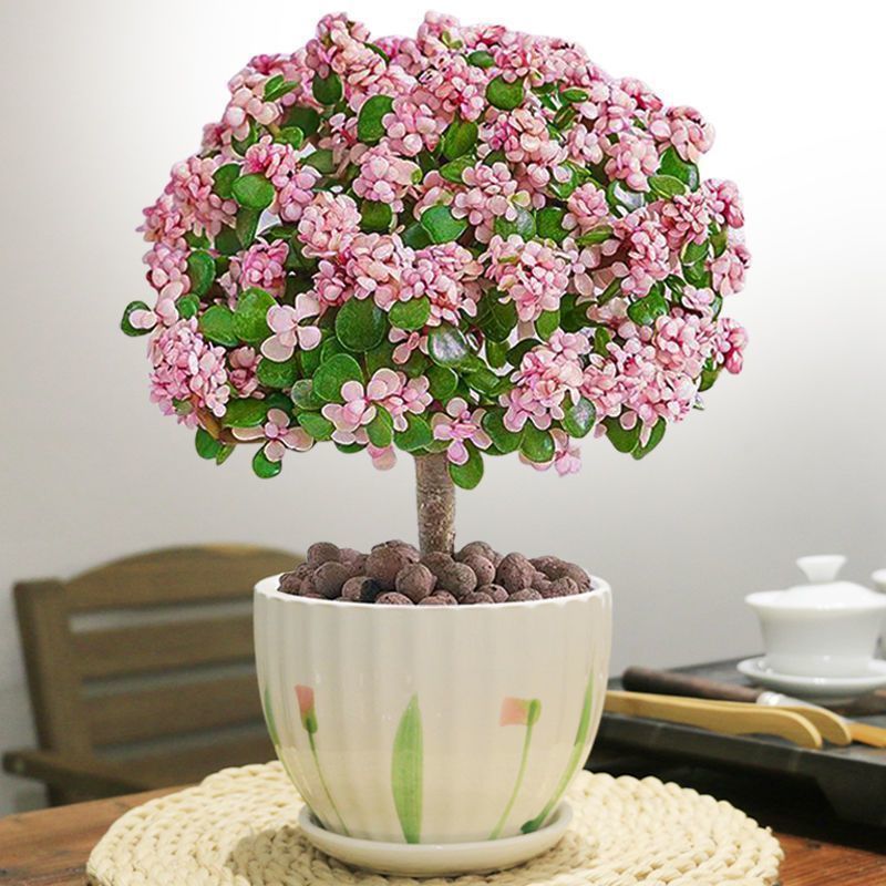 Golden branches, jade leaves, old piles, potted plants, suc