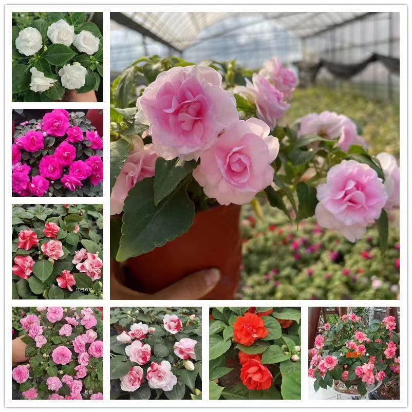 Water plum seedlings double petaled African double petaled