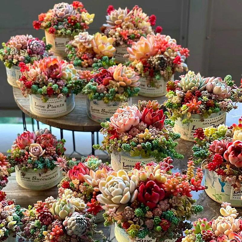 9 succulent plants combined with moon shadow hybrid seedlin