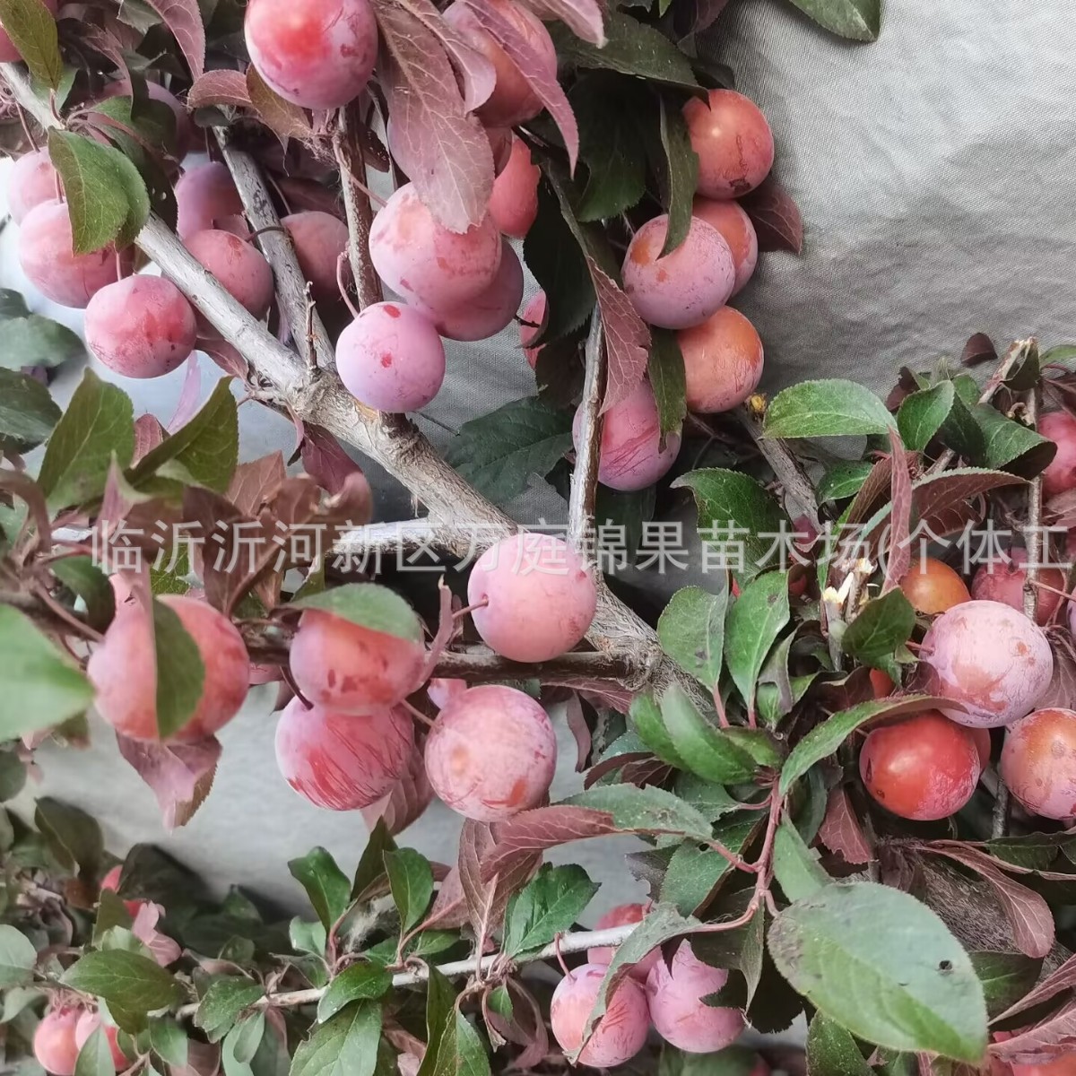 Native Purple Leaf Plum Seedlings Red Leaf Plum Planting Se