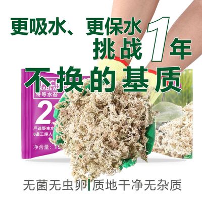 Wholesale dry moss, micro landscape moss, flower nutrition