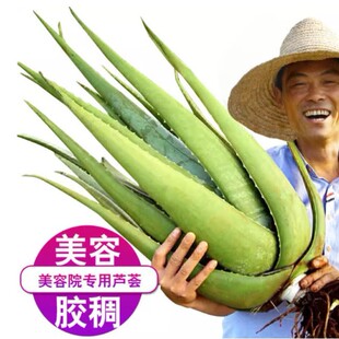 potted plants beauty aloe for vera good Curacao are