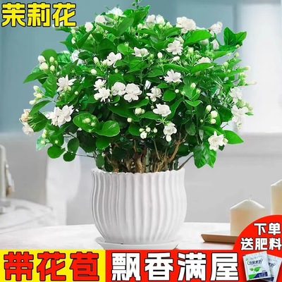 Indoor Jasmine Seedlings Potted with Mosquito Repellent Wat