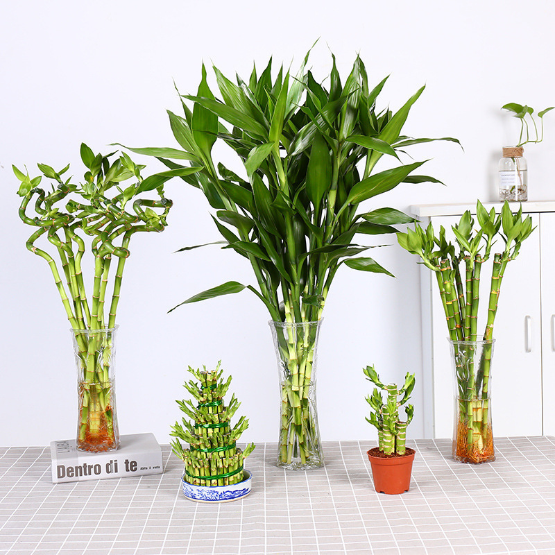 Dracaena sanderiana hydroponic plants potted flowers green