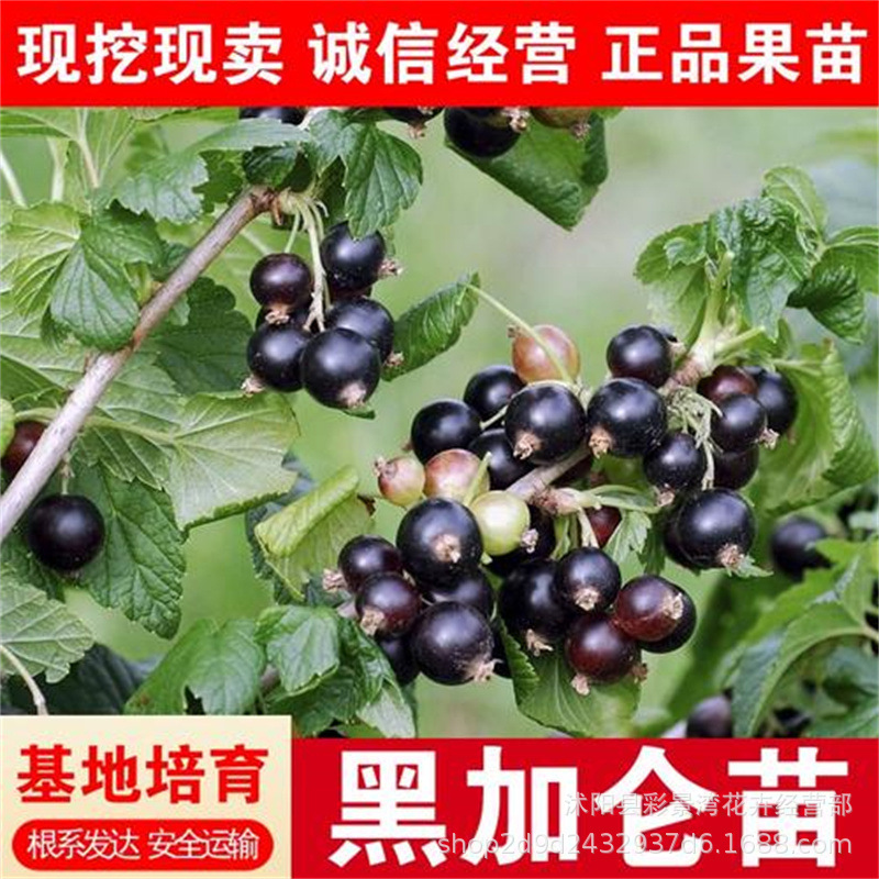 Black currant saplings, potted plants, annual results, Jiab