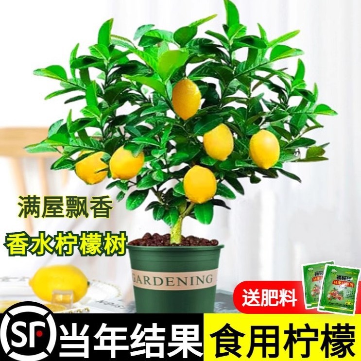 Perfume, lemon seedlings, fruit potted, edible, fragrant, m