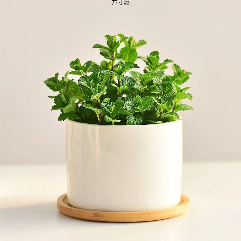 Mint potted indoor green plants lemon edible hydroponic off