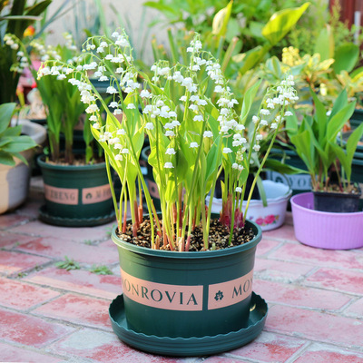 Bellflower seedlings, potted plants, hand-held flowers with