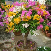 with potted flowers Bougainvillea big seedlings plant