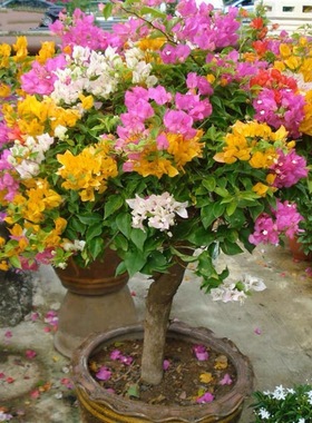 Bougainvillea with flowers, big seedlings, potted plant, bl
