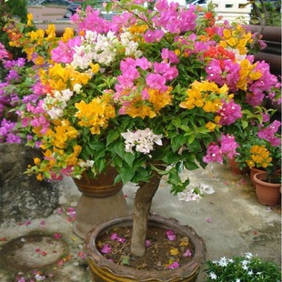 big flowers seedlings potted Bougainvillea plant with