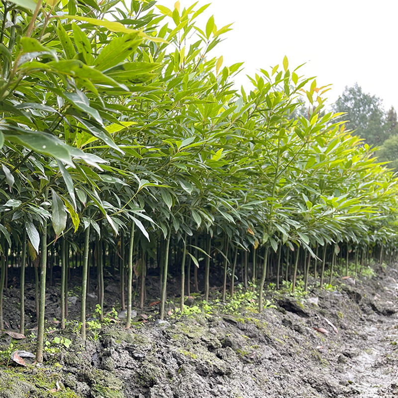 Wholesale of golden nanmu seedlings from Ya'an, Sichuan Pro