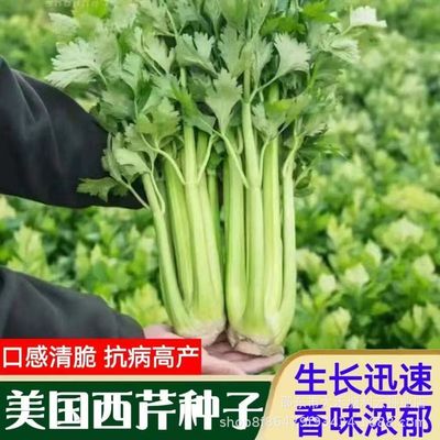美国西芹种子实心嫩脆大肉西芹种子四季播种西芹种子盆栽田园