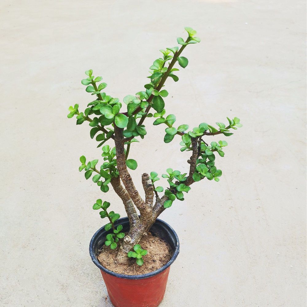Golden branches, jade leaves, potted plants, old piles, suc