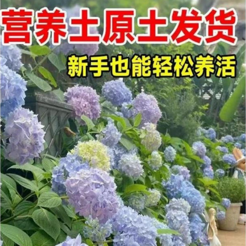 Endless Summer Hydrangea Seedlings Potted Balcony Courtyard