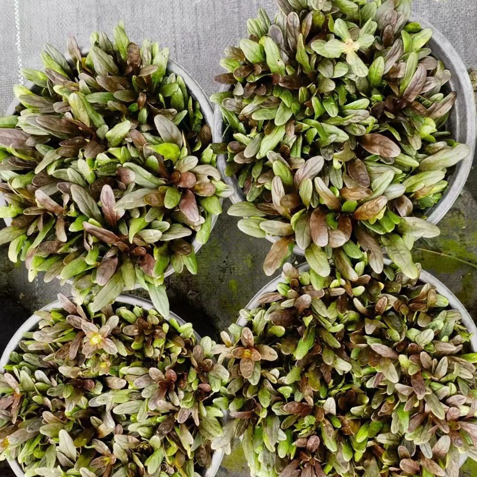2 gallon pot of multi flowered tendon grass in Chengdu gard