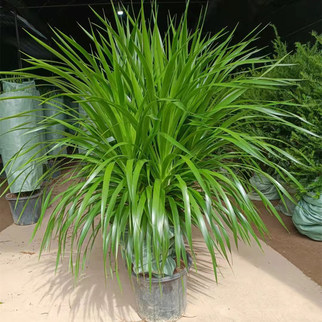 多头龙须树吸甲醛龙须龙血树室内客厅盆栽绿植花卉净化空气水陀螺