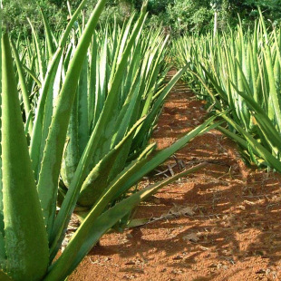 potted plant care aloe and skin vera for Curacao seedlings