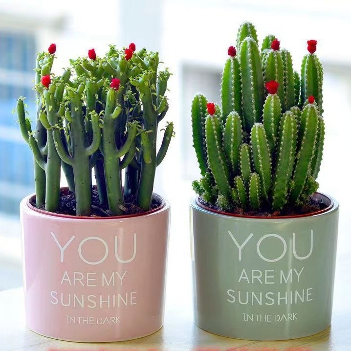 Succulent plants, cacti, potted plants, newbies, flowers ar