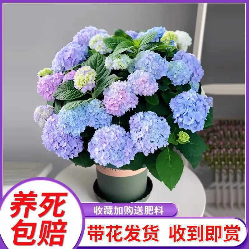 Embroidered ball seedlings potted with flowers, blooming al