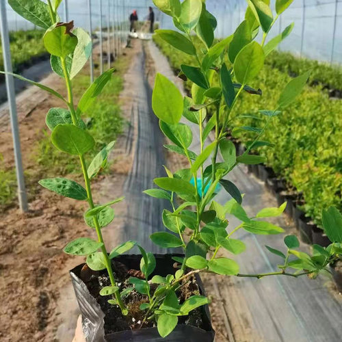 Runjing Agriculture Chandler Blueberry Seedlings Northern B