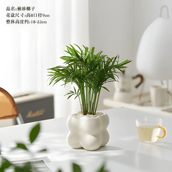 Pocket sized coconut potted plant, easy to maintain in the