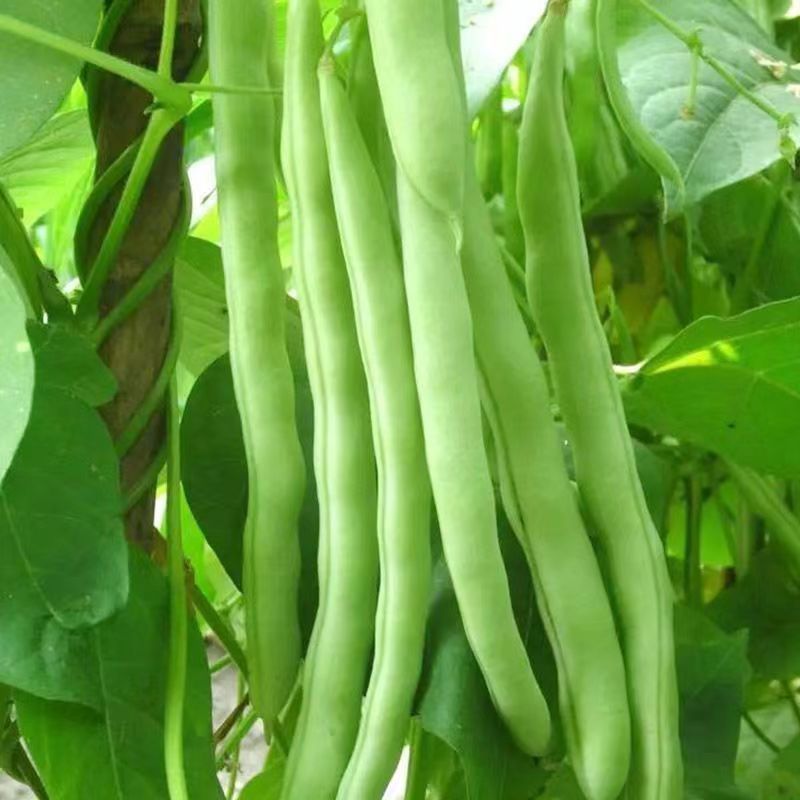 高产早熟有架四季豆种子爬藤四季播芸豆豆角种子红花无筋四季豆种