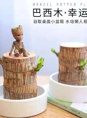 Basimus flowering hydroponics lucky wood flowers potted Gro