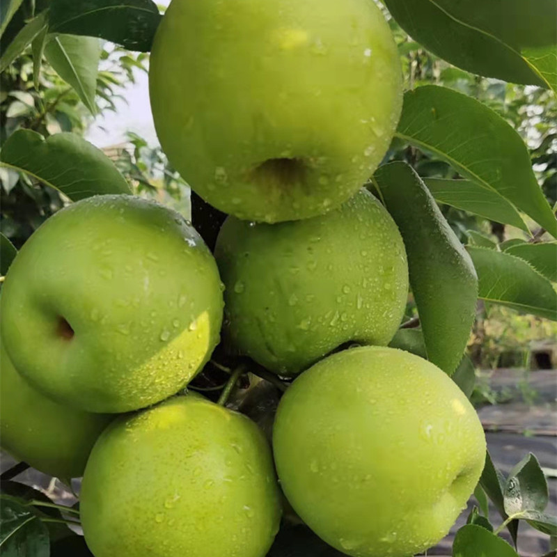 Pear seedling variety: Sucui No.3 and No.4. Early maturing