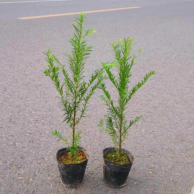 Authentic Mandia yew potted plants, aged seedlings, indoor