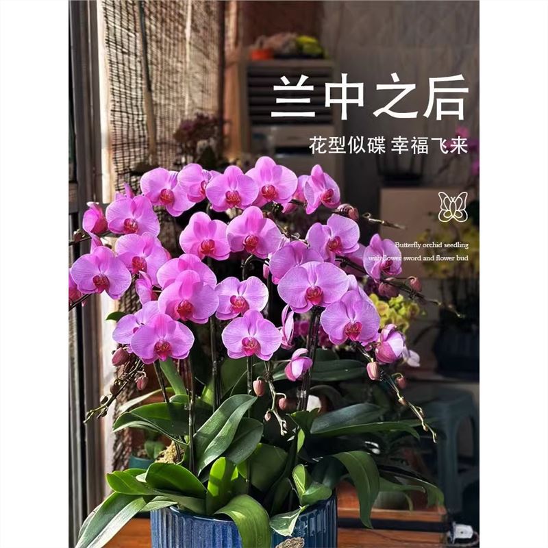 Butterfly potted plant with flower sword, flower bud, flowe