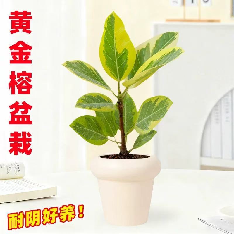 Golden banyan, green plants, potted plants, living room, ta