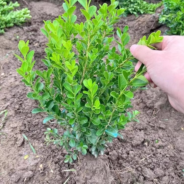 Xiaoye boxwood seedling garden engineering, greening shrubs