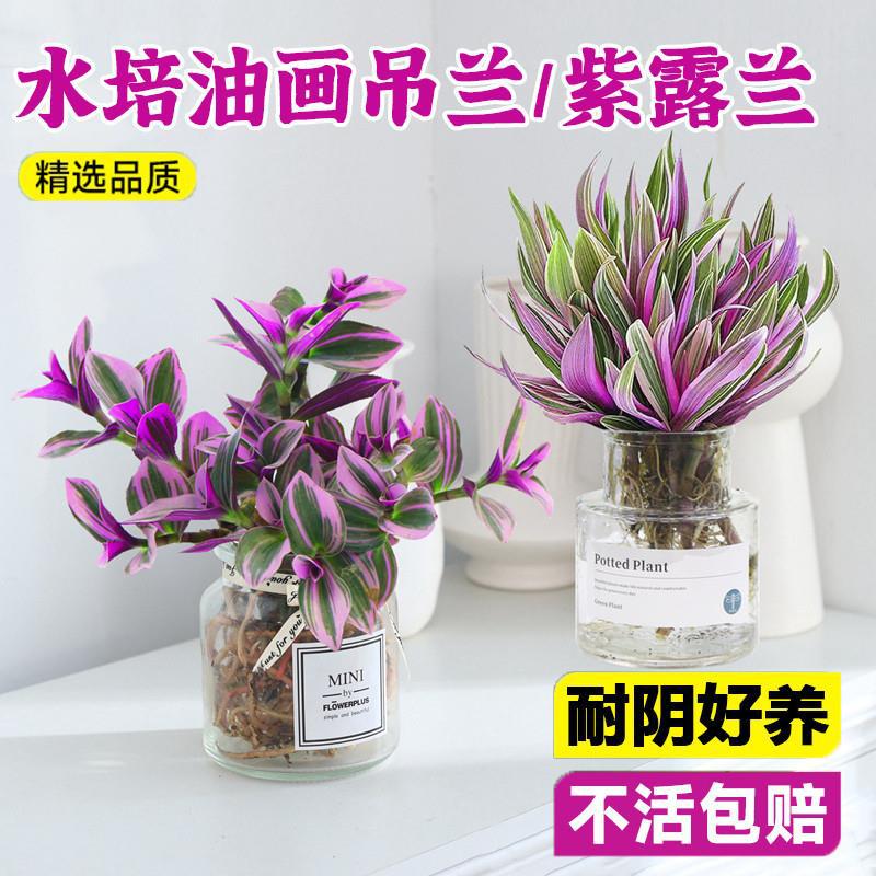 Hydroponic plants, purple dew potted plants, oil paintings,